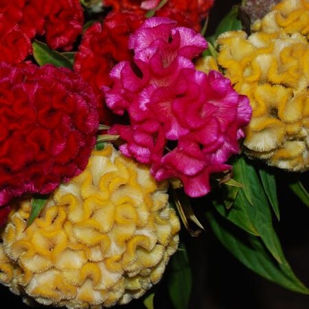 Chief Mix, Celosia Seeds - Packet image number null